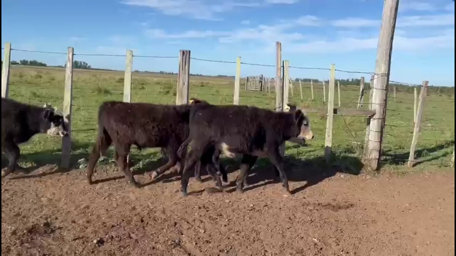 Lote TERNEROS Y TERNERAS
