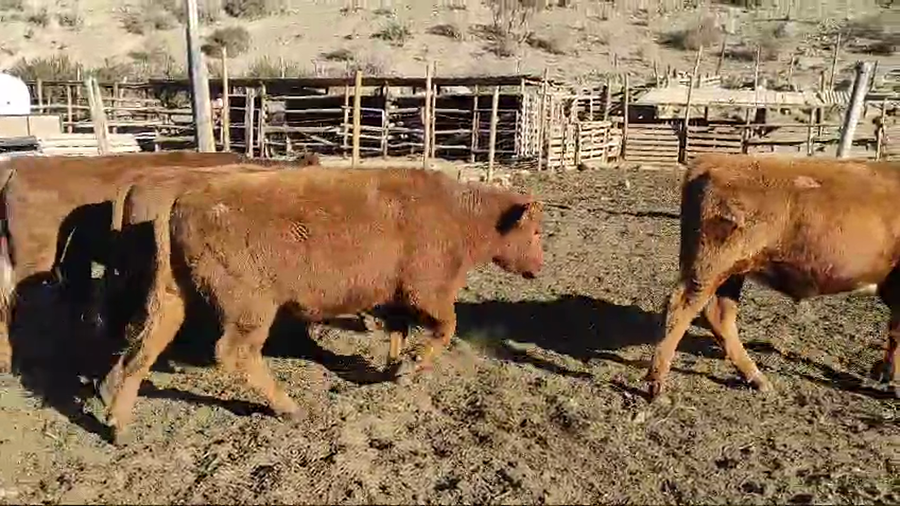Lote 50 Novillo Engorda en Canela, IV Región Coquimbo