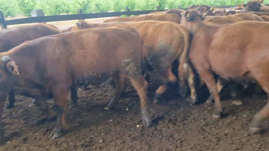 Lote 52 Novillo Engorda en Gorbea, IX Región Araucanía