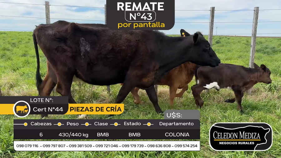 Lote 6 Piezas de cría en Otra Localidad, Colonia