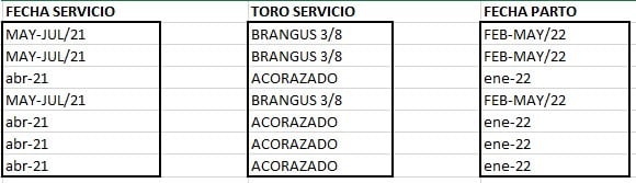 Lote VAQUILLONA PREÑADAS CORRAL 68