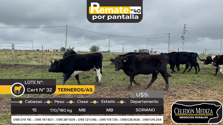 Lote 15 Terneros y Terneras en Soriano