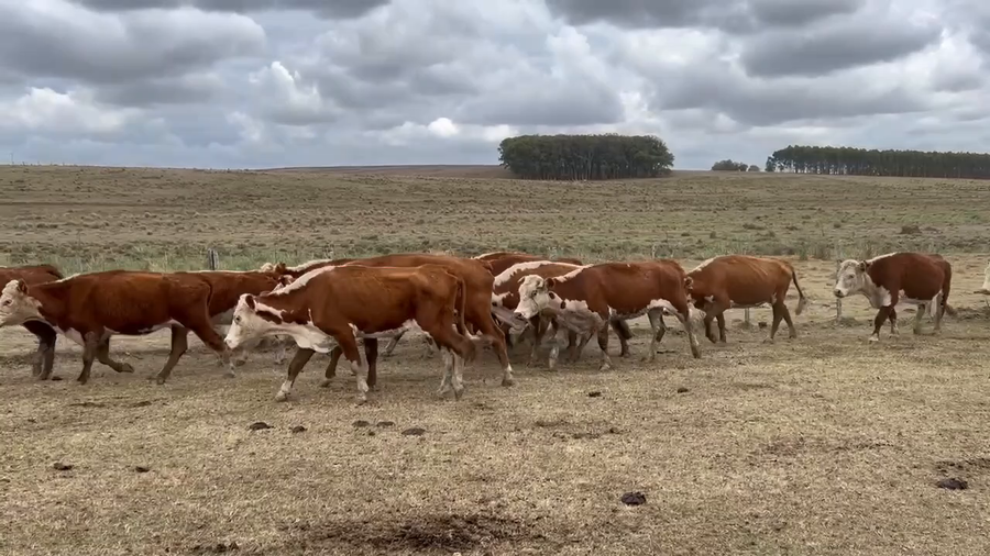 Lote 320 Vacas de Invernada en Rocha