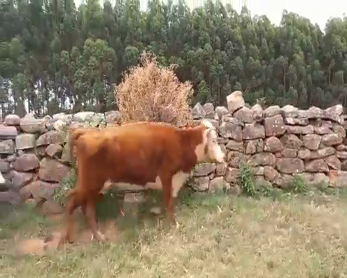 Lote VACAS DE INVERNADA