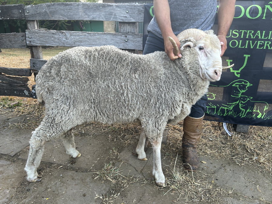 Lote Borrego 2D (MO: Si)