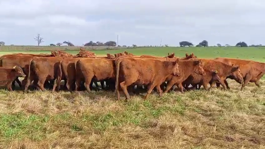 Lote 46 Vaquillonas C/ cria en Corrientes, Curuzú-Cuatiá