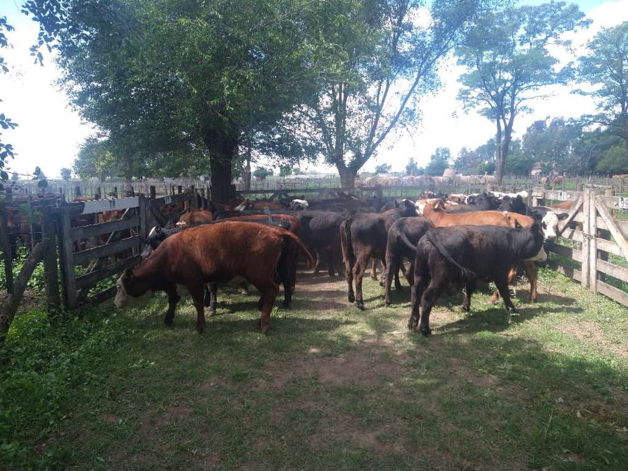 Lote 41 Vaquillonas en Gral. Lamadrid, Buenos Aires