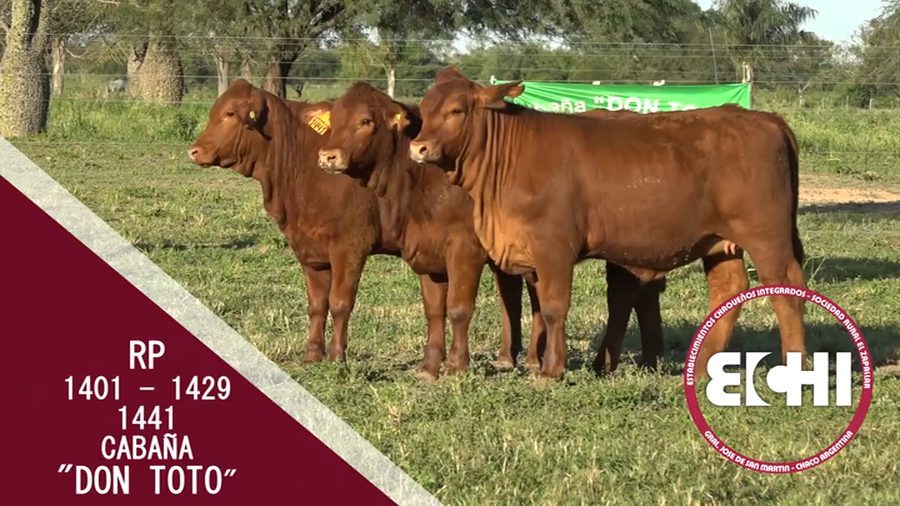 Lote TERNERAS BRANGUS CABAÑA DON TOTO