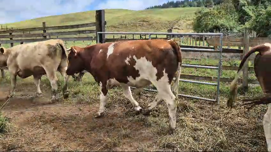 Lote 15 Novillo Gordo en Futrono, XIV Región Los Ríos