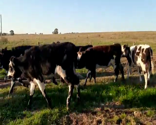 Lote 7 Terneros y Terneras NORMANDO a remate en Pantalla Camy 0 - 0kg - , San José