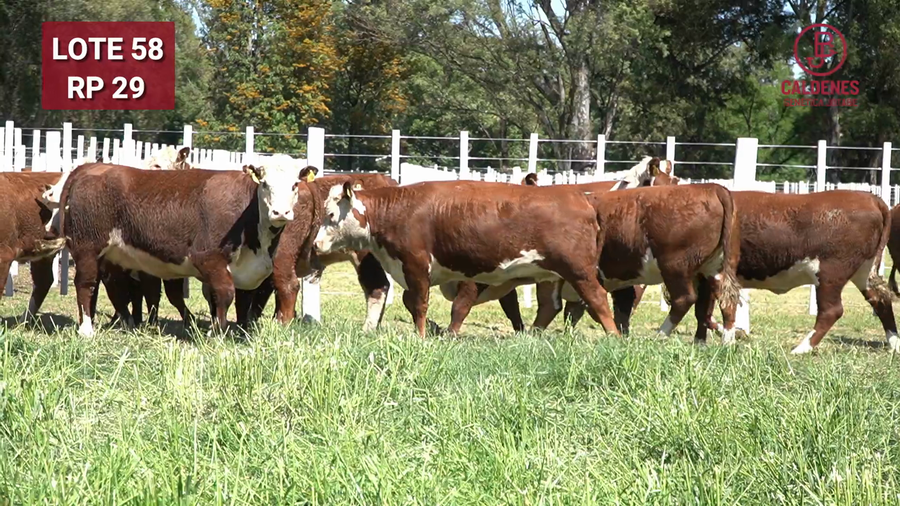 Lote VAQUILLONAS PREÑADAS PR Polled Hereford -PARICION OTOÑO 2026-