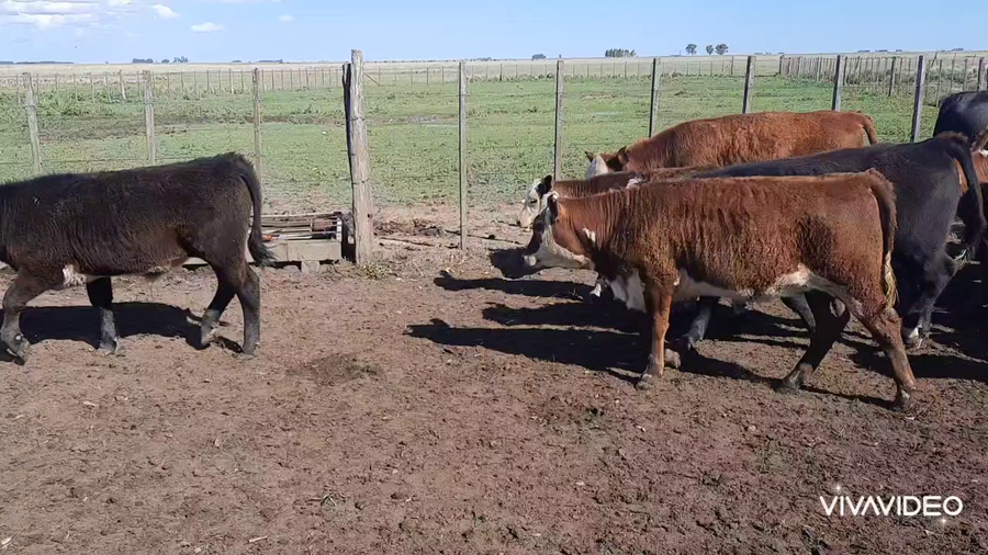 Lote 60 Terneros