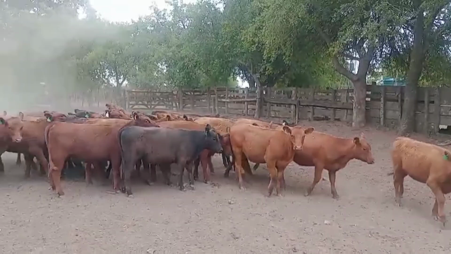Lote 46 Terneras
