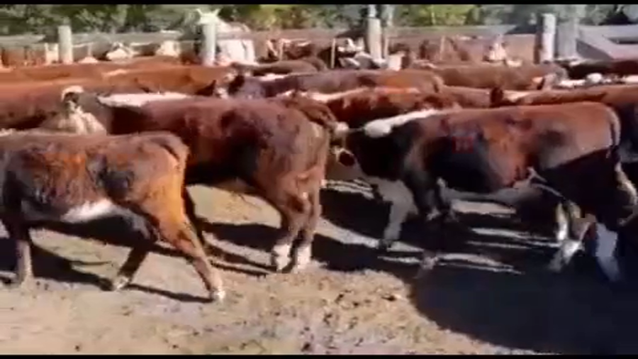 Lote 55 Terneros/as en Olavarria