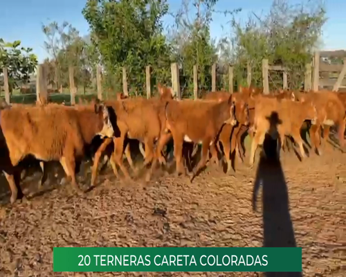 Lote 20 Terneras Careta Coloradas
