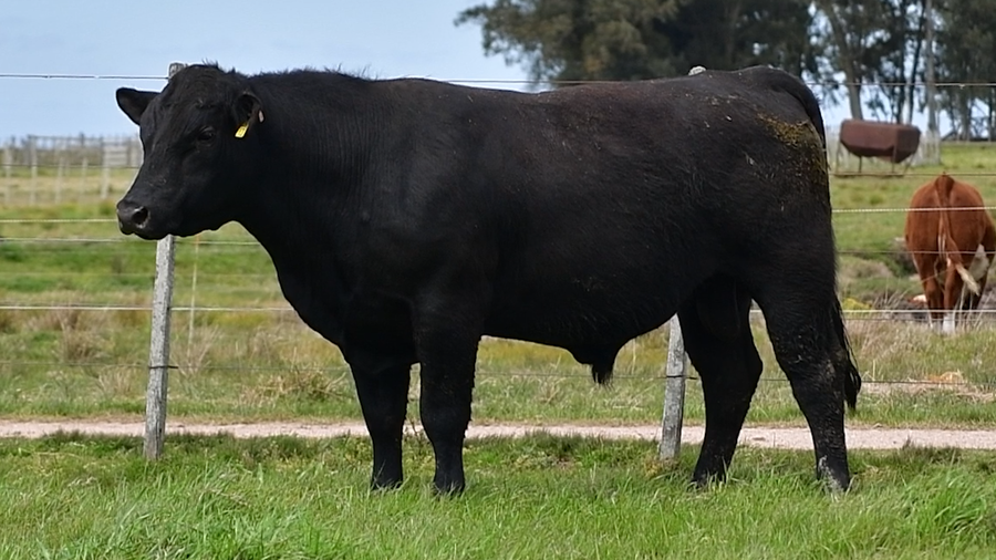 Lote Toros Aberdeen Angus PI