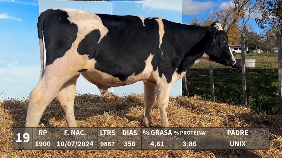 Lote LOTE 19 - RP 1900 - UNIX x KAROLINE 1527 SHERPA JUGGERNAUT