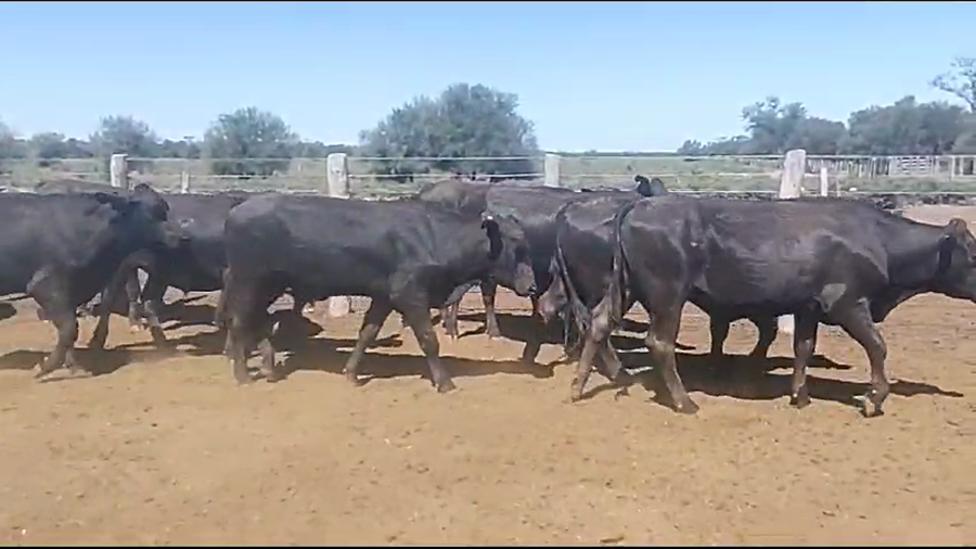 Lote 65 Novillos en Quimilí, Santiago del Estero