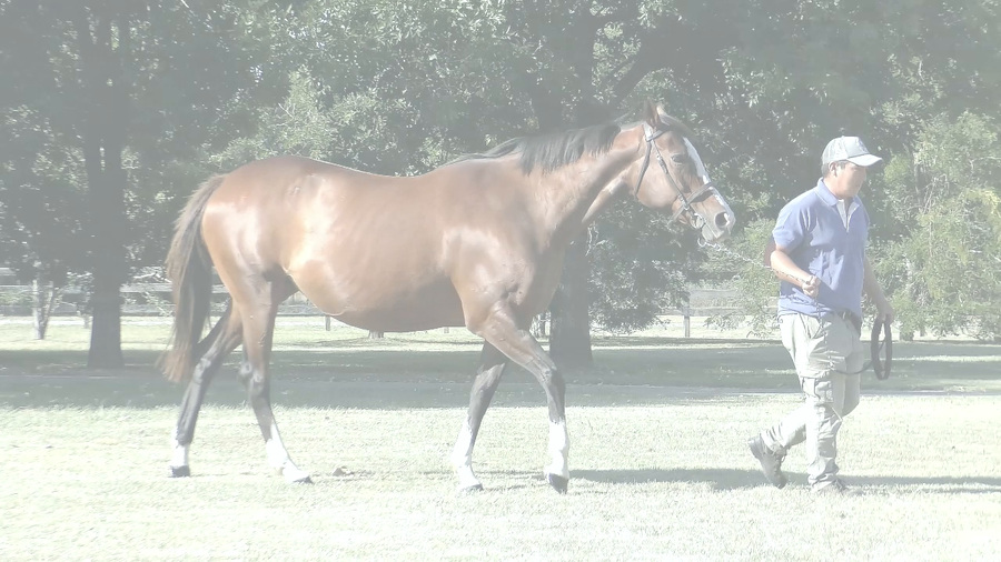 Lote BEATRIZ LA BASKA (ORPEN -  BASKA VICENTA) Preñez por RERIDE