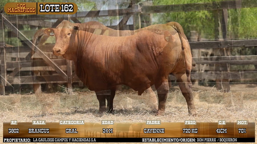Lote LOTE 162 - VIVO