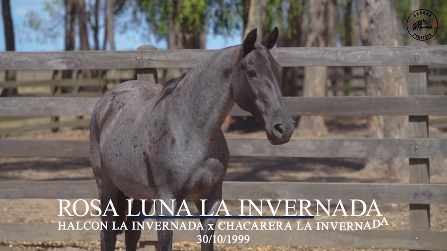 Lote RosaLuna La Invernada