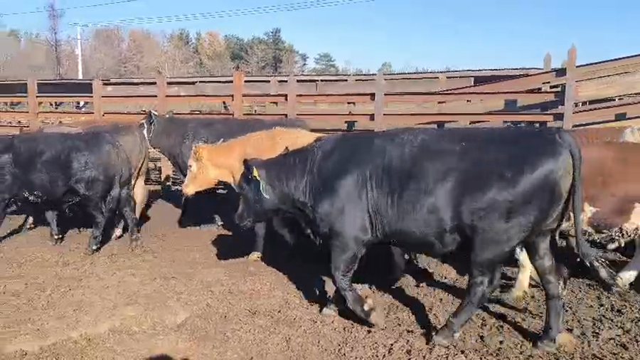 Lote 20 Novillo Gordo en Los Ángeles, VIII Región Biobío