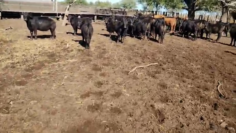 Lote 60 Terneras en Pehuajó