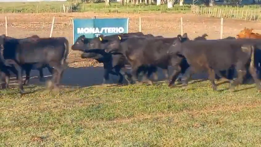 Lote 67 Terneras en Guamini