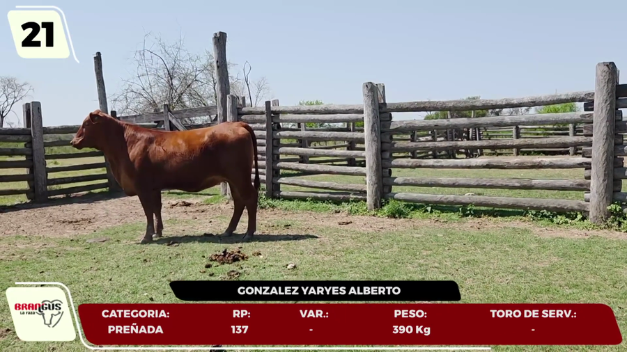 Lote LOTE 21- EN VIVO