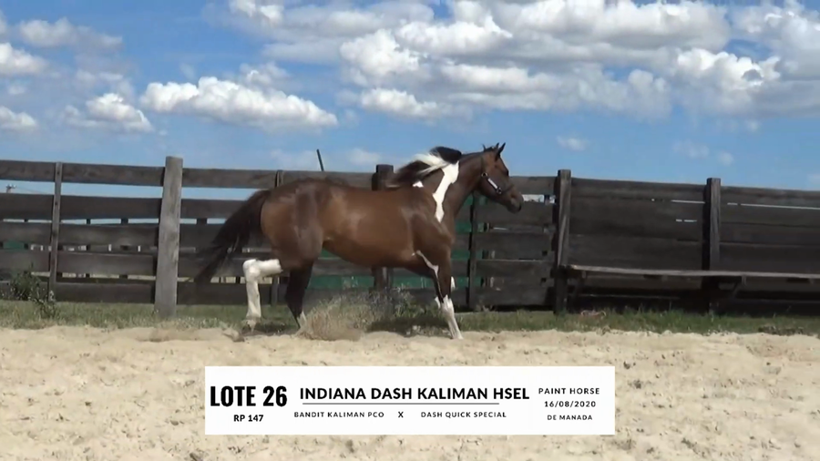 Lote INDIANA DASH KALIMAN HSEL
