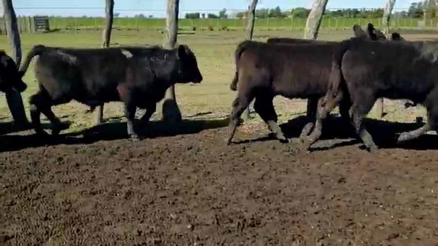 Lote 70 Terneros/as en Entre Ríos, Villaguay