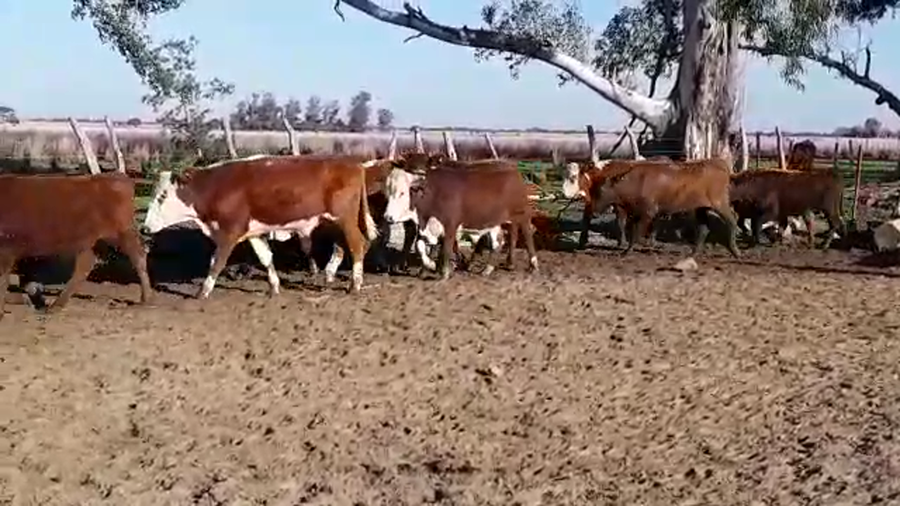 Lote 125 Novillitos en Goya, Corrientes