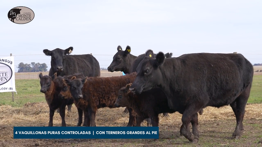 Lote EL RIPAIL S.A - 6 VACAS COLORADAS - con terneros