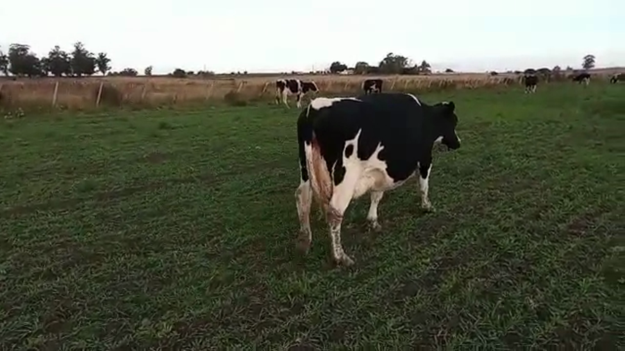 Lote (Vendido)8 Piezas de cría a remate en Pantalla Camy Mayo - Desde La Cuenca 480kg - , San José