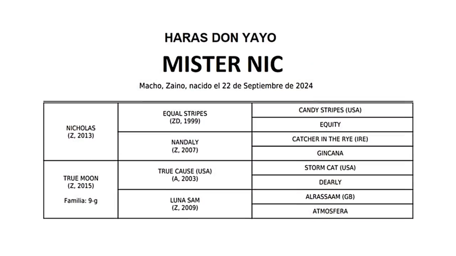 Lote MISTER NIC