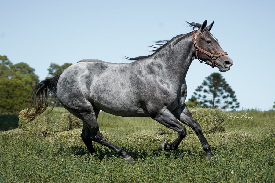 Lote HAS ZOE HAMSTAG CACH