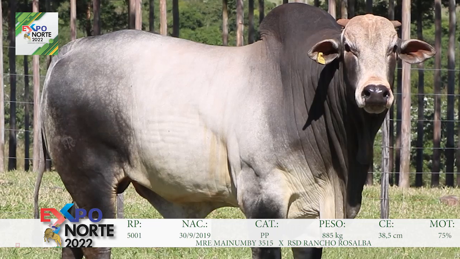 Lote 1 Toro Nelore - Rancho Rosalba
