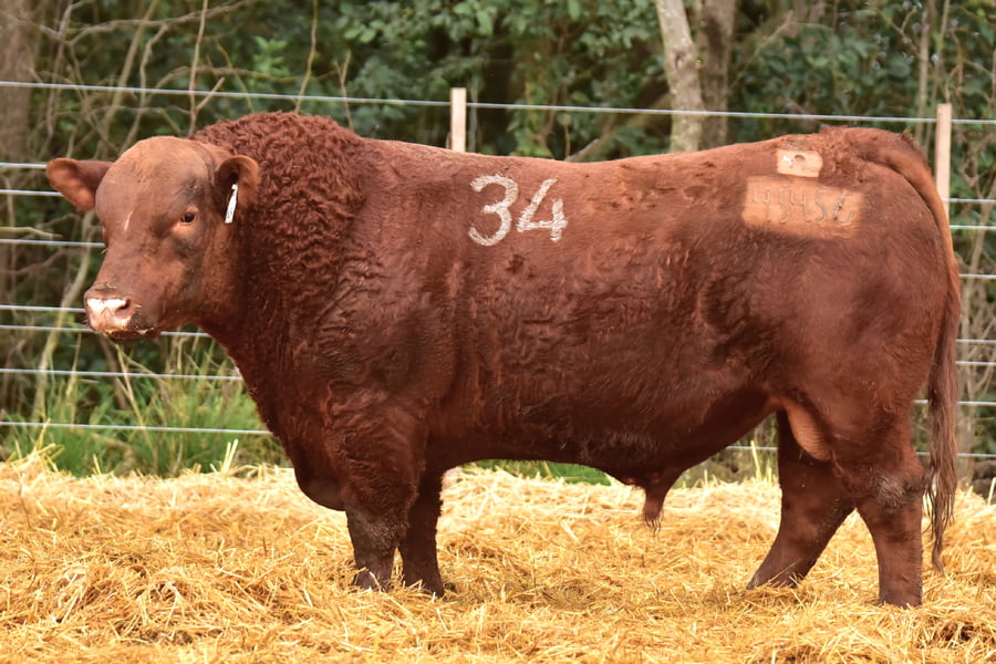 Lote TOROS ANGUS PC