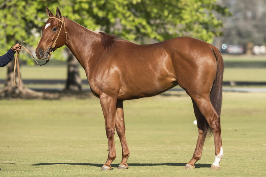 Lote TAITA GRACE - T/E (FINO COOL - OPEN CHELA)