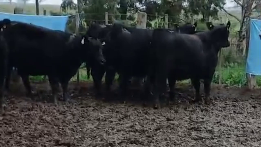 Lote VAQULLONAS A. ANGUS MAS Cabaña "El Trece" de Oscar palos
