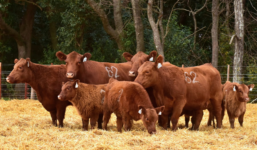 Lote VACAS ANGUS PARIDAS