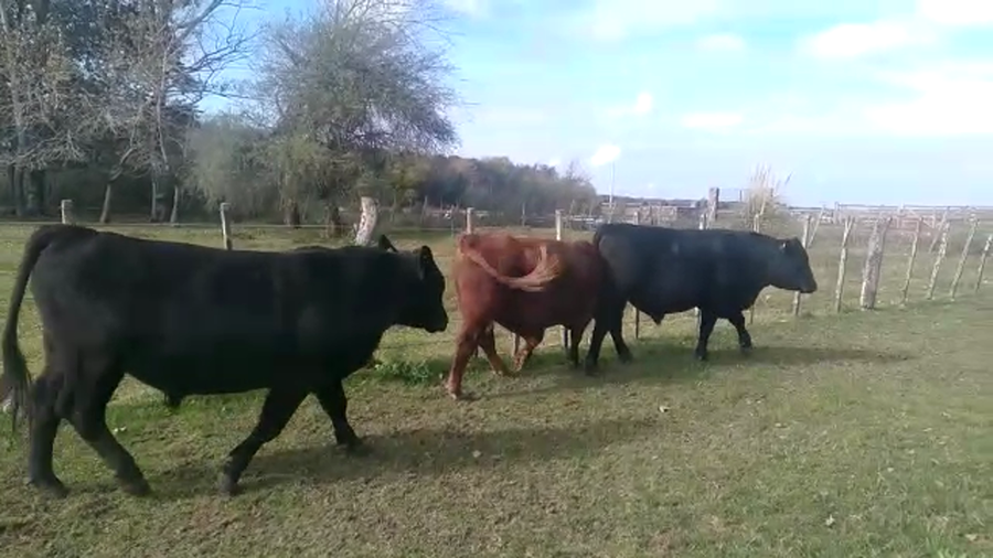 Lote Toros Angus