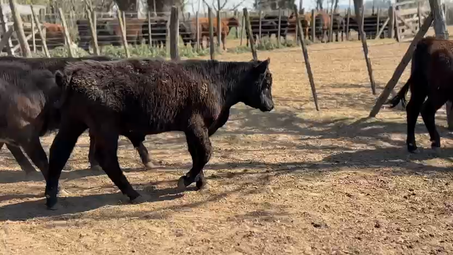 Lote 46 Novillitos en Laboulaye, Córdoba