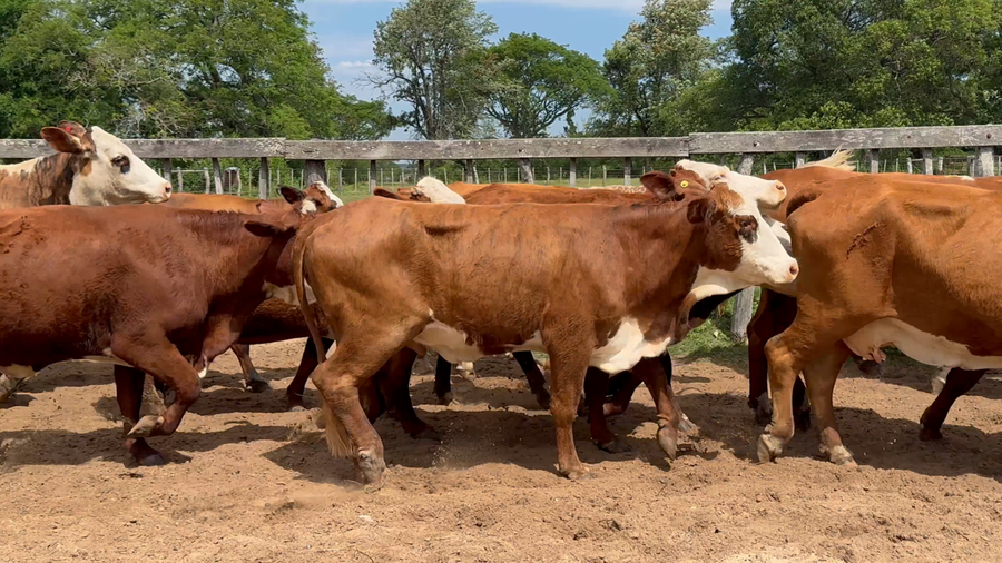 Lote 46 Vacas p/ invernar