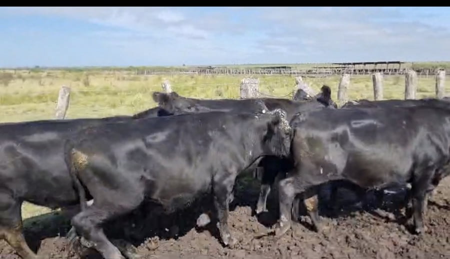 Lote 107 Novillos en Corrientes, Curuzú-Cuatiá
