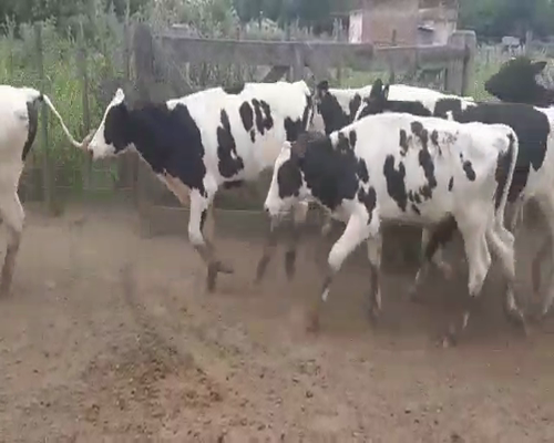 Lote 70 Terneros en Gral. Belgrano, Buenos Aires