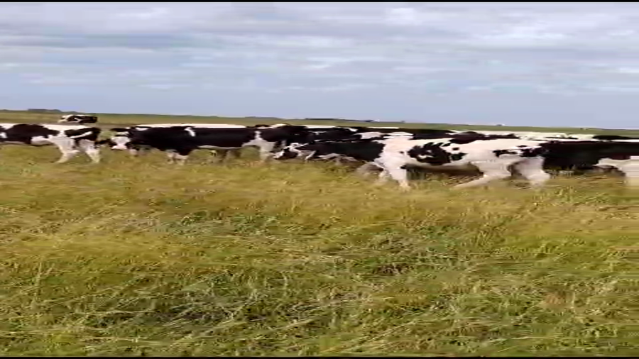 Lote 54 Terneros Holando en Rauch, Buenos Aires