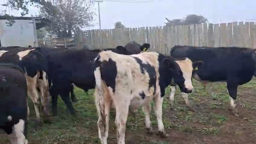 Lote 65 Ternero en Puerto Varas, X Región Los Lagos