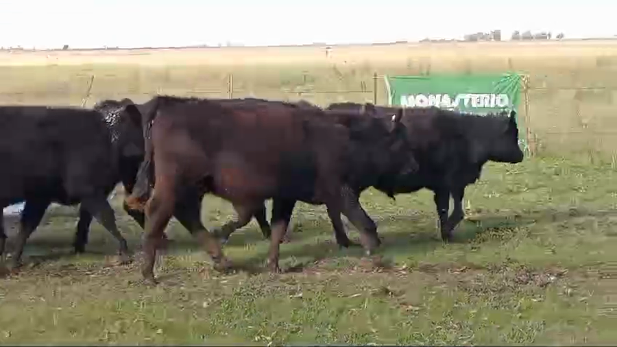 Lote 63 Terneros en Chascomus