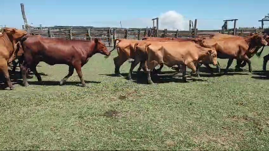 Lote 47 Vaquillonas en Santo Tomé, Corrientes